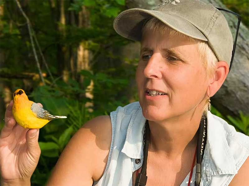 v.c.u. researcher holding a yellow warbler