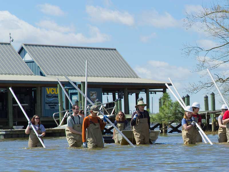 v.c.u. students wading through the river while carrying poles near the v.c.u. rice rivers center