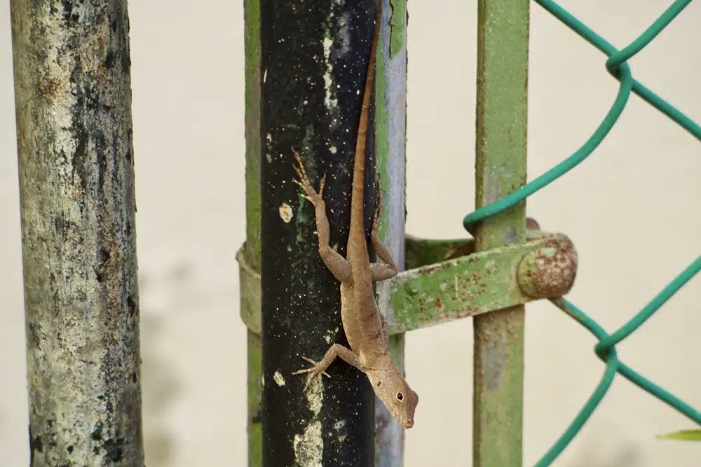 In this photo courtesy of evolutionary biologist Kristin Winchell, an Anolis cristatellus lizard stands on a gate in Rincon, Puerto Rico, Jan. 6, 2018. (Kristin Winchell/New York University via AP)