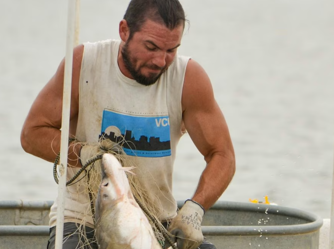 Conservation biologists capture the massive fish for monitoring purposes, which includes clipping a tiny part of its fin for DNA analysis. (Matt Balazik)