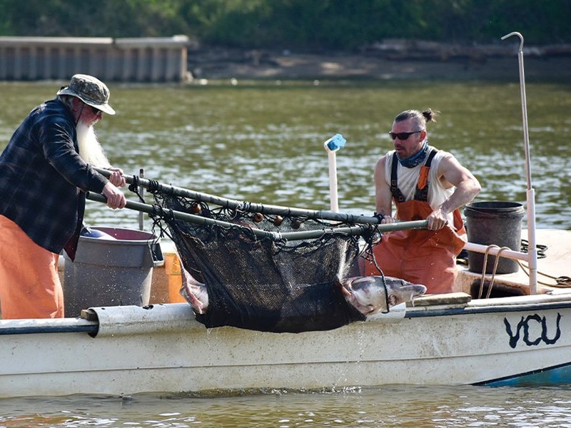 Two men on a boat from VCU on the James River, with a sturgeon in a net