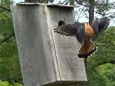 Male American Kestrel