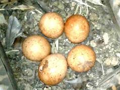 Five American Kestrel eggs